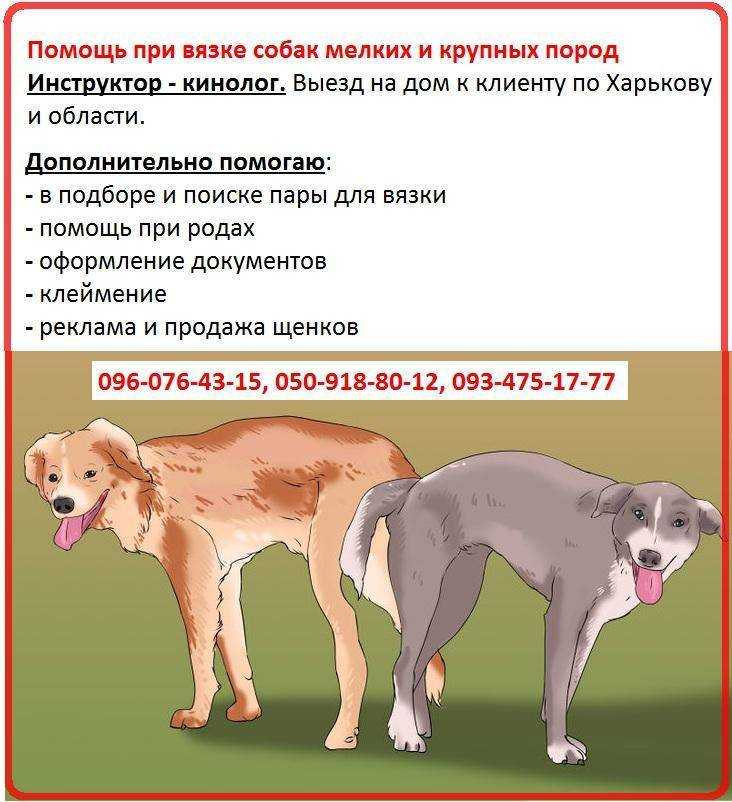 Почему собаки склеиваются после спаривания?
