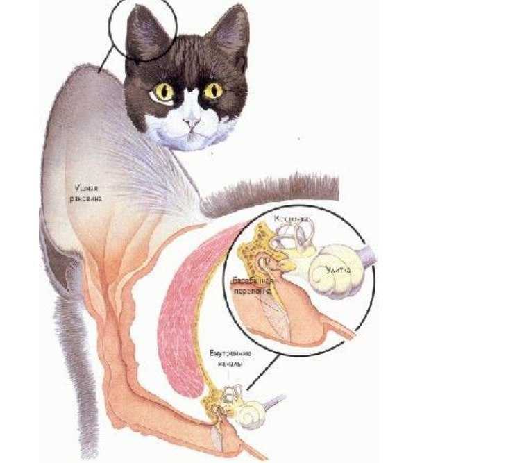 Нарушение вестибулярного аппарата у котят