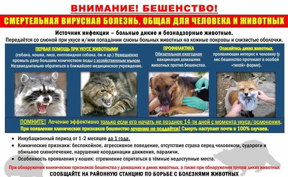Бешенство у кошек - опасность для человека