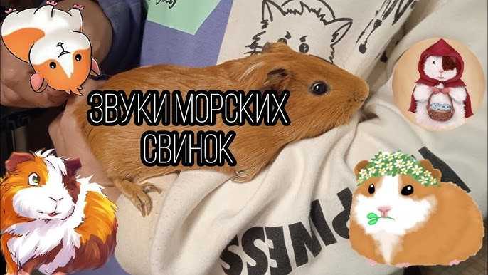 Обсуждаем, сколько живут морские свинки в домашних условиях. рекомендации по кормлению - твой питомец
