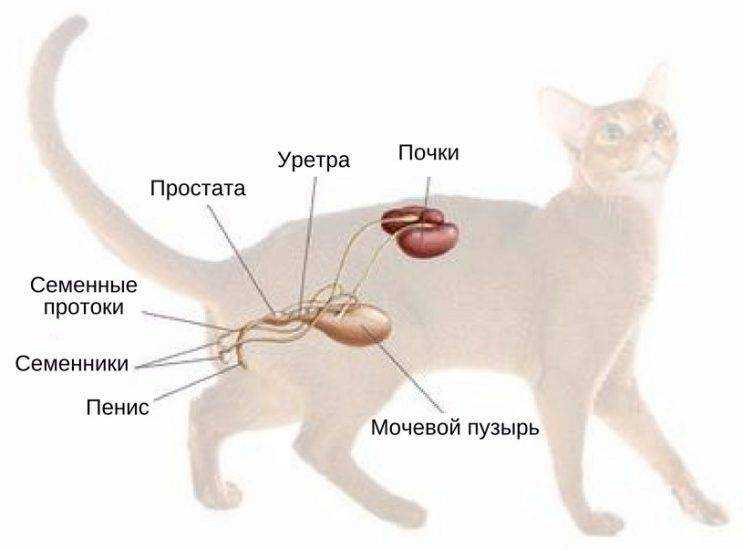 Кастрированный кот топчется и возбуждается что делать