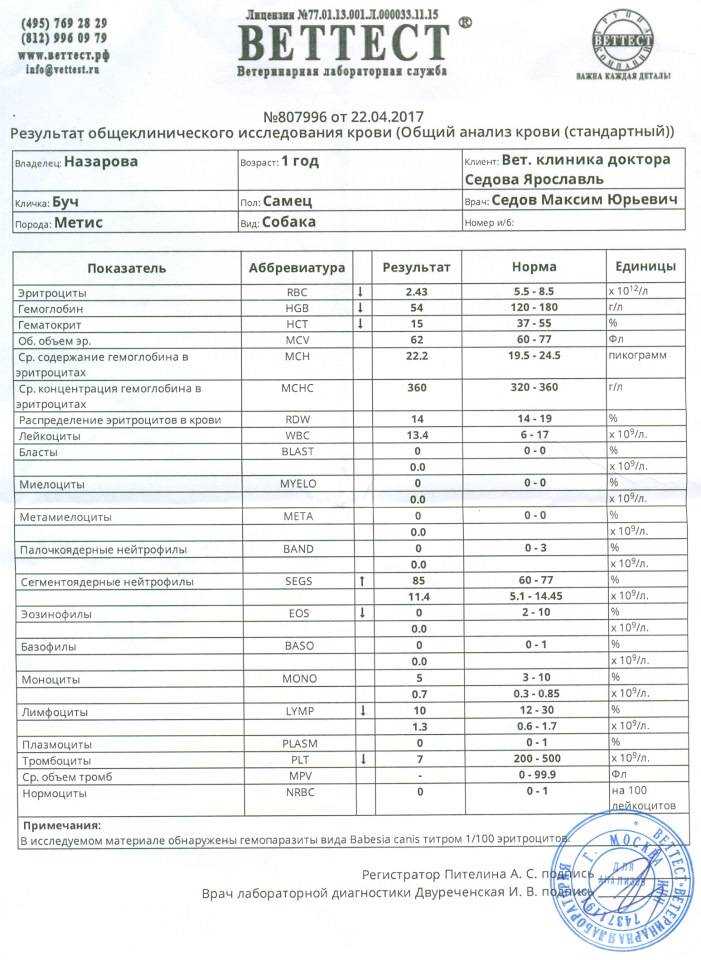 Пироплазмоз у собак - симптомы, лечение препаратами, последствия, профилактика бабезиоза