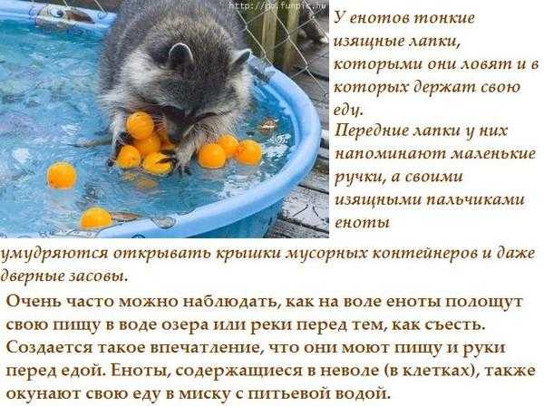 Почему еноты полоскают? зачем полощет? интересные факты