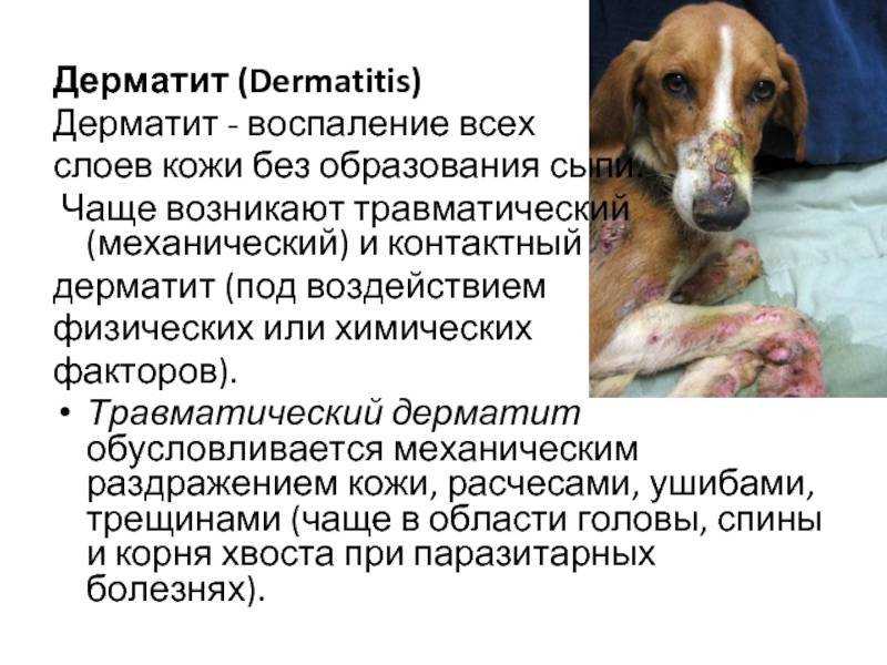 Экзема у собак – симптомы и лечение