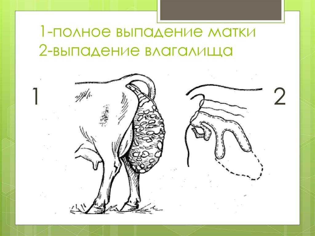 Выпадение матки у собак: основные причины, помощь и лечение