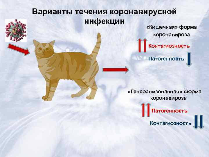 Симптомы и медикаментозное лечение коронавирусного гастроэнтерита у кошек и котов: причины возникновения заболевания, пути заражения, диагностика