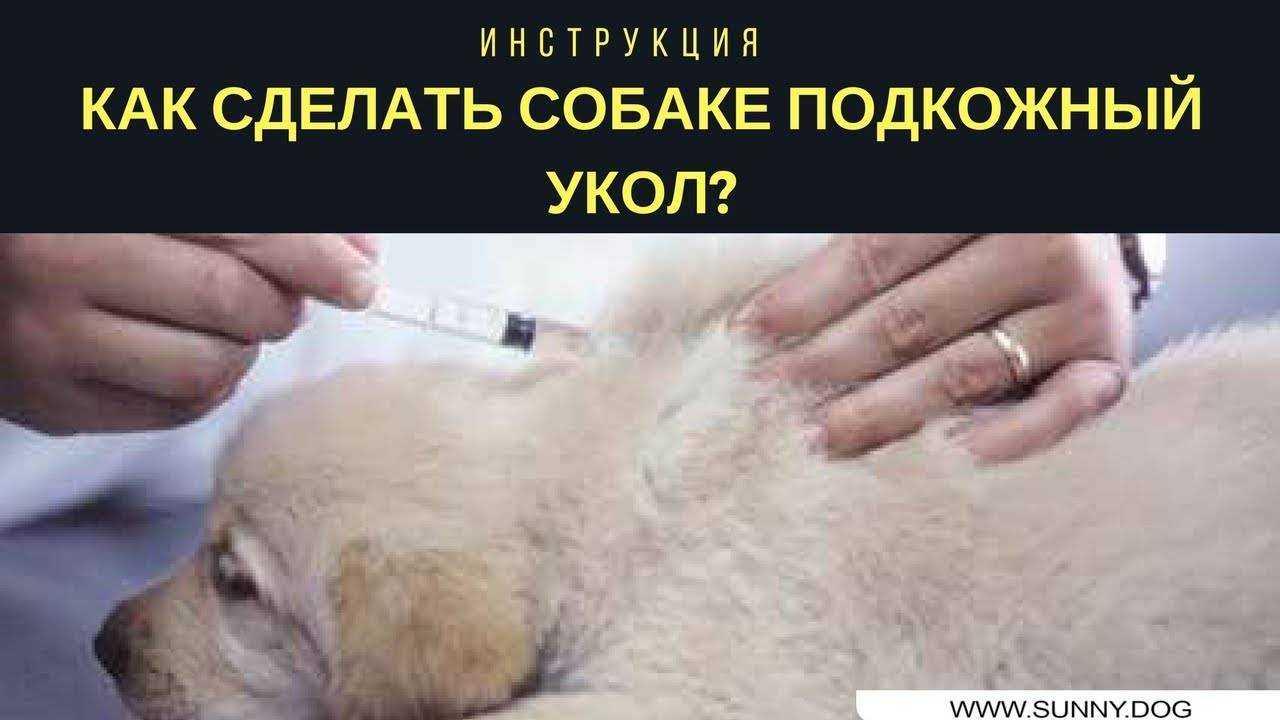 Как сделать подкожный укол собаке: все что нужно знать новичку | звери дома