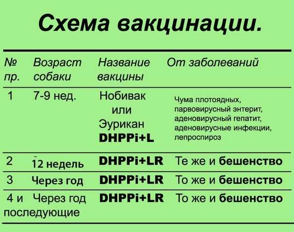 Карантин у собак после прививки от бешенства у собак