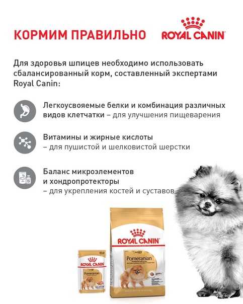 Чем подкармливать шпицев в домашних критериях - круглосуточная ветеринарная клиника вет-дух