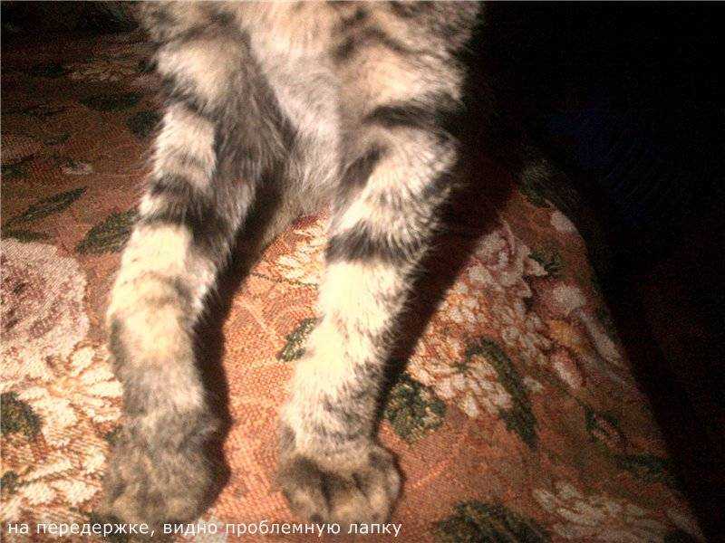 Моя кошка хромает передней лапой: это серьезно?