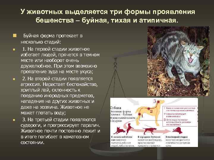 Бешенство у кошки: причины, симптомы, диагностика, лечение, меры профилактики | блог ветклиники "беланта"