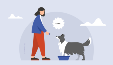 Что значит команда "апорт!" как научить собаку приносить вещи