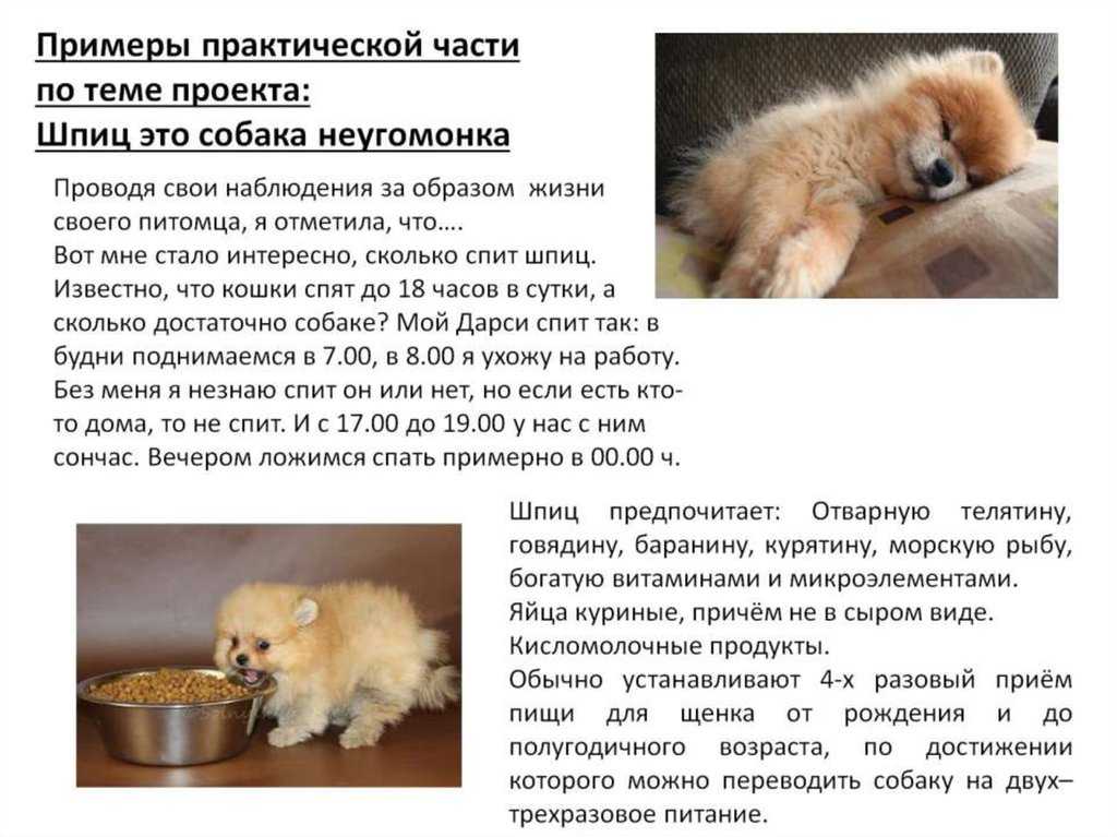 Чем кормить шпица, а также советы по выбору корма