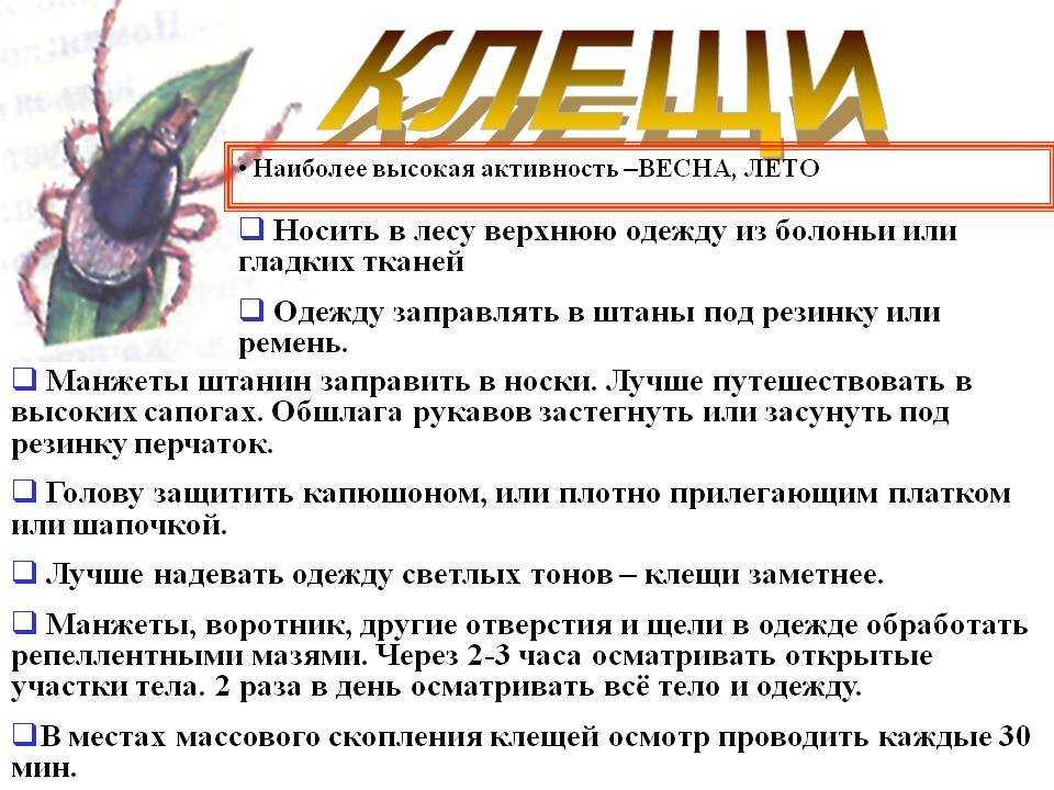 Клещи на собаке во сне толкование. к чему снится клещи на собаке во сне толкование