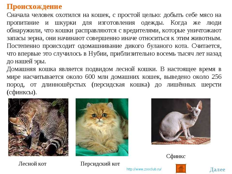 Одомашнивание кошек - как происходило одомашнивание кошек