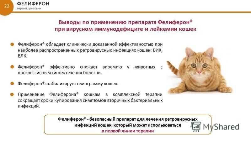 Вирусный перитонит кошек. fip — feline infectious peritonitis.