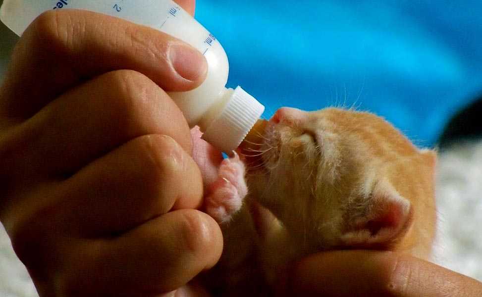 Если 3-хдневный котенок брошен кошкой: как ухаживать за маленьким новорожденным котенком без кошки; уход за маленькими котятами 1, 2 и 3 недели