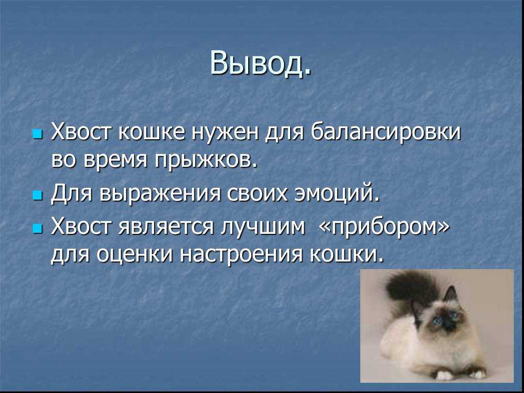 Почему нельзя дергать котов и кошек за хвост | можно ли