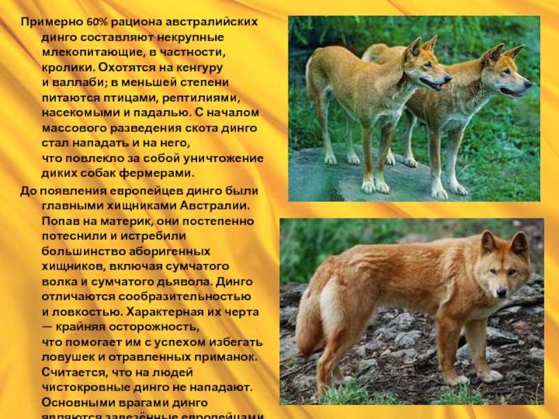 Дикая собака динго. происхождение, внешний вид, распространение