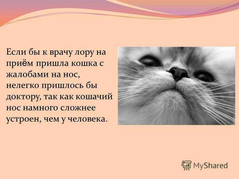 У котёнка сухой нос — стоит ли паниковать?