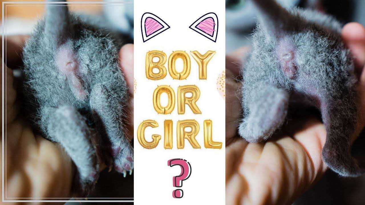 Как распознать пол котёнка?