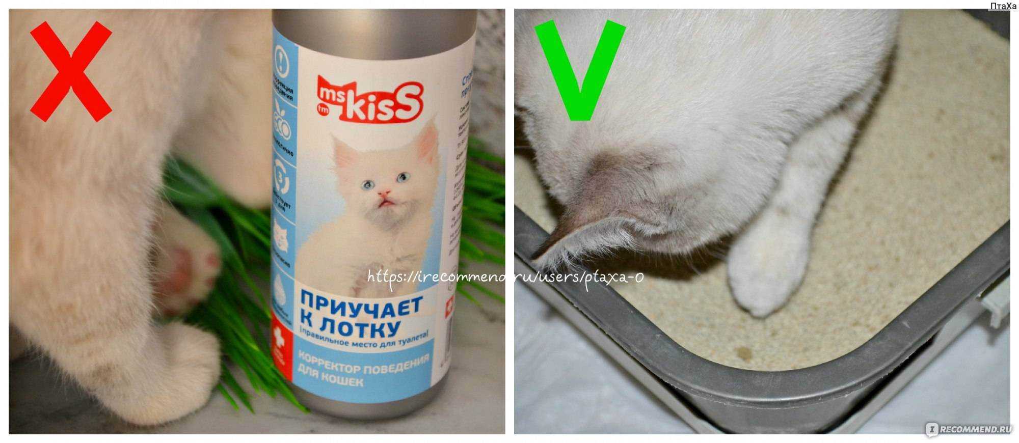 Почему кошка сосет одеяло и как отучить котенка от сосательного рефлекса
