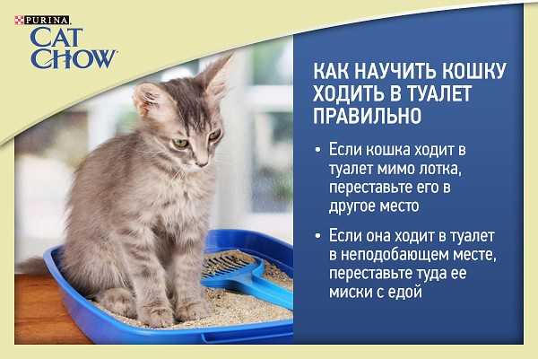Что делать, если кот перестал ходить в лоток? | блог ветклиники "беланта"