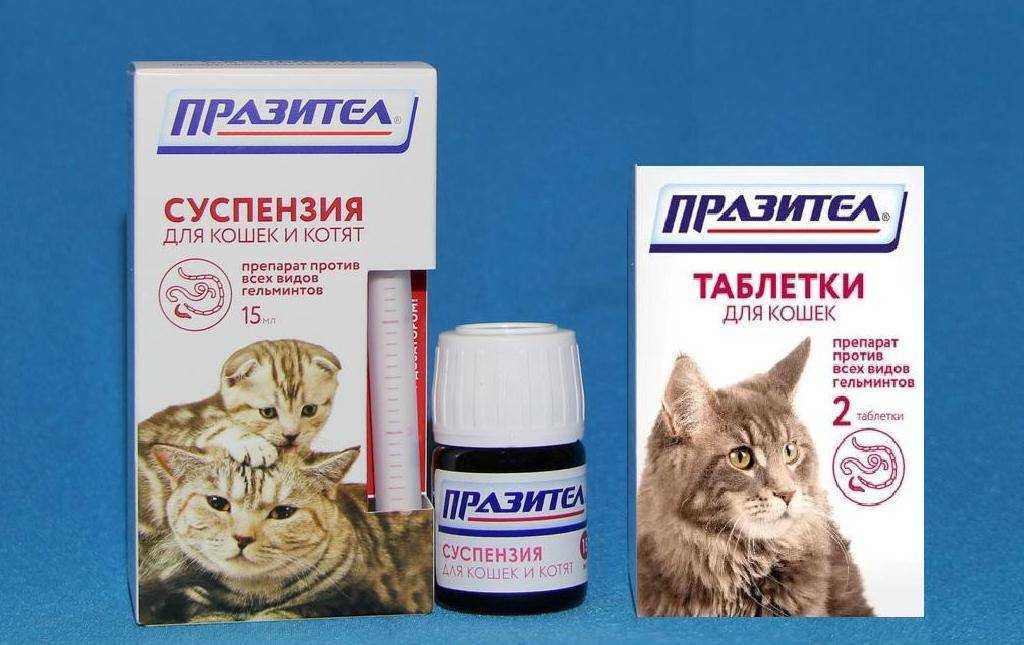 Как вывести глистов у кошки в домашних условиях: эффективные лекарства, чтобы проглистогонить питомца