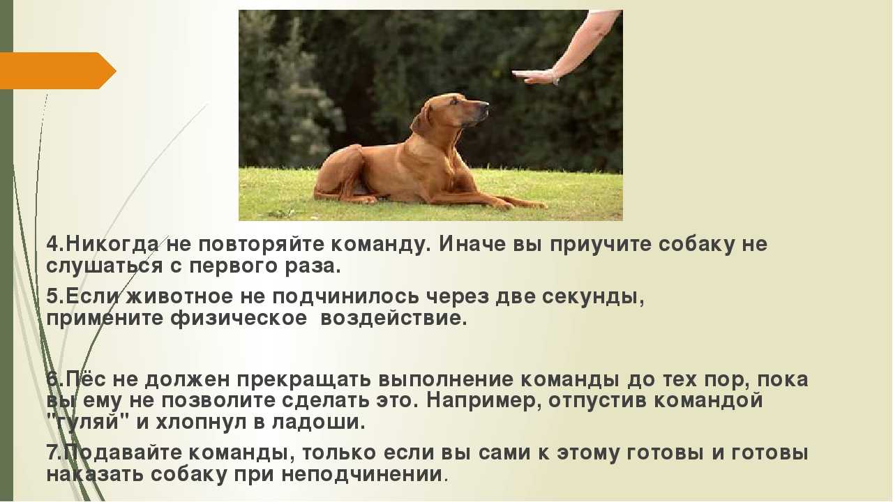Собака игнорирует и не слушается хозяина: что делать?