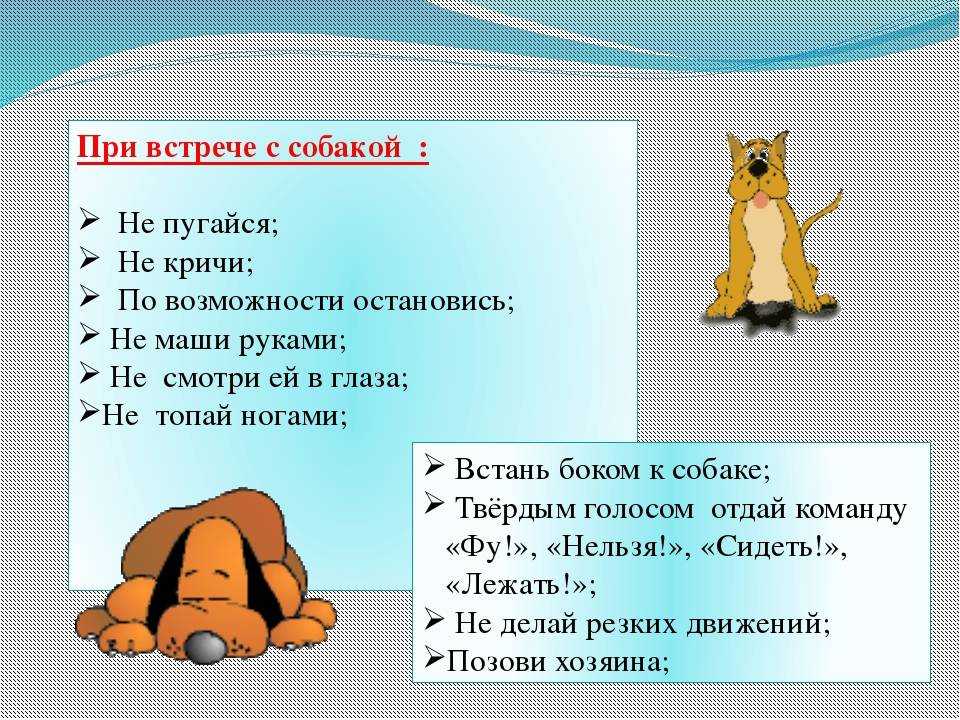 Как понять, кого собака выбрала хозяином или признаки вашего лидерства