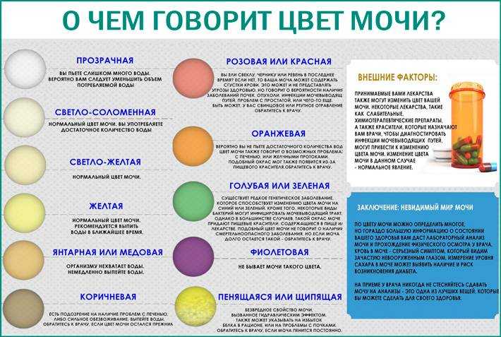 Темная моча у кошки: причины и лечение заболеваний, вызывающих изменение цвета урины