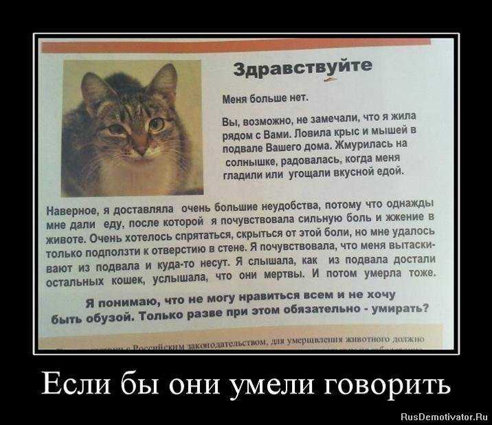 Как понять, что кошка умирает: признаки и стадии...