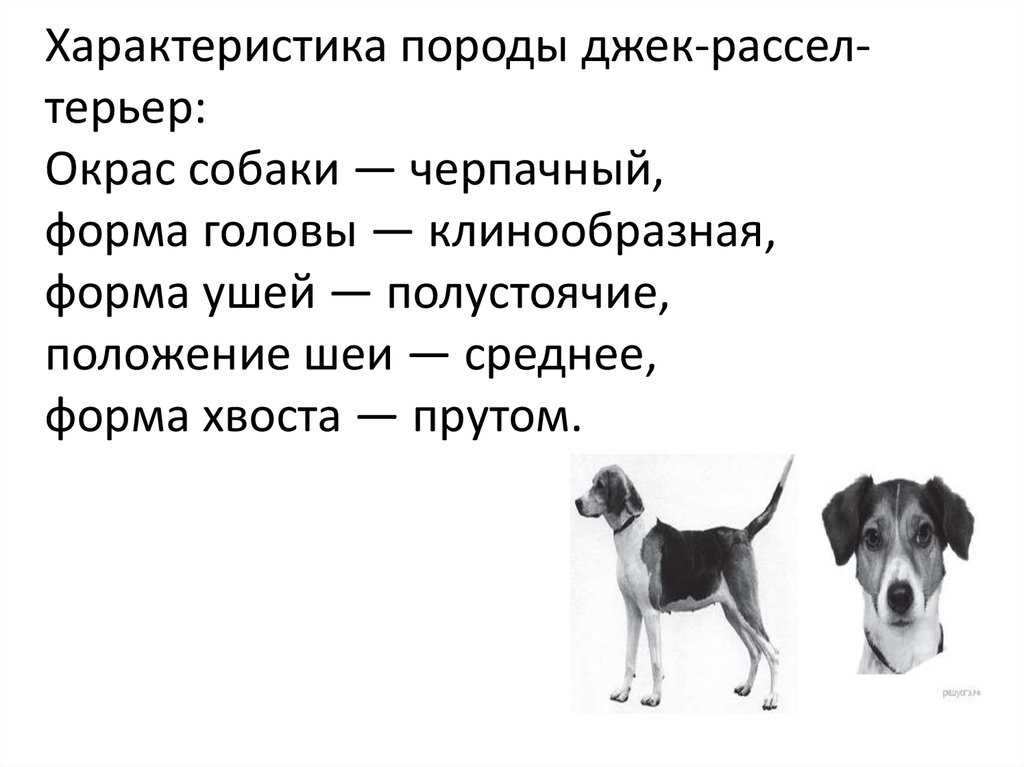 Описание породы джек рассел терьер и подробная характеристика