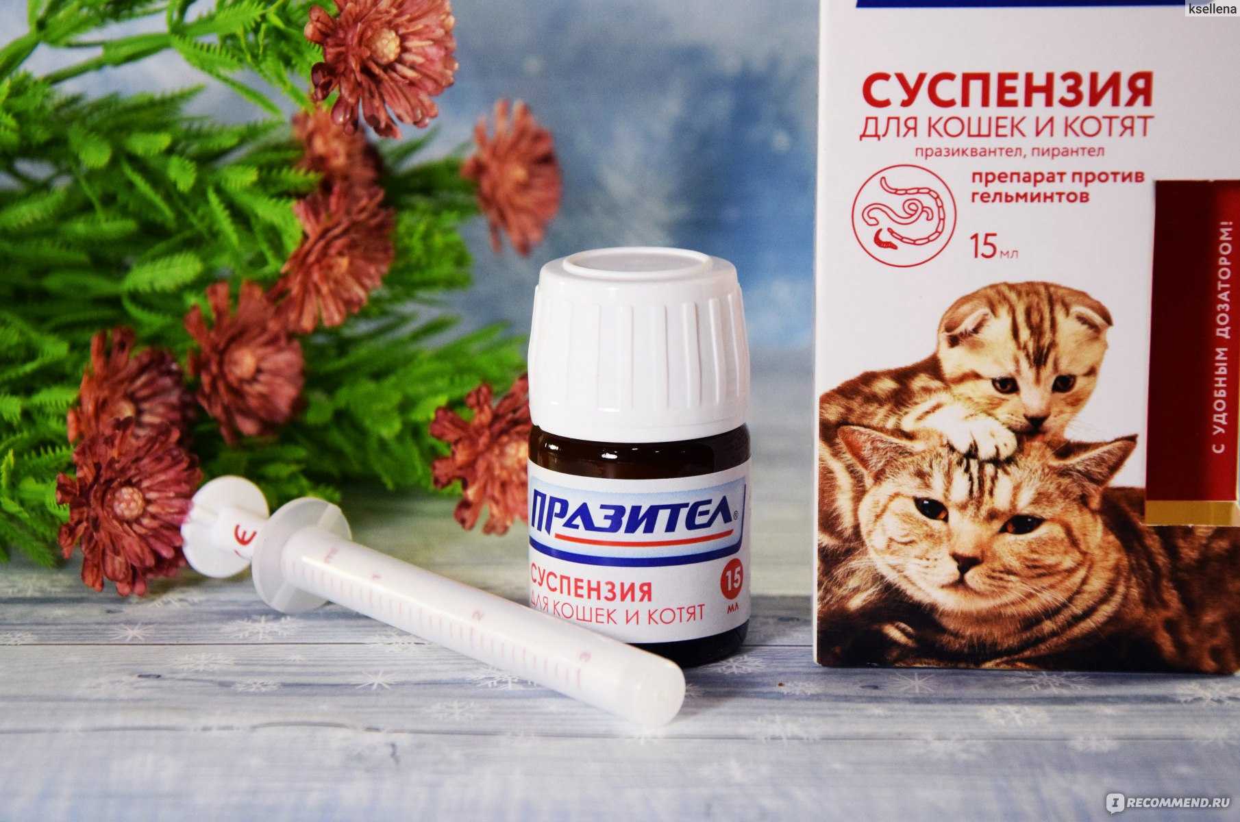 Празител для кошек и котят: инструкция по применению суспензии и таблеток, состав и дозировка