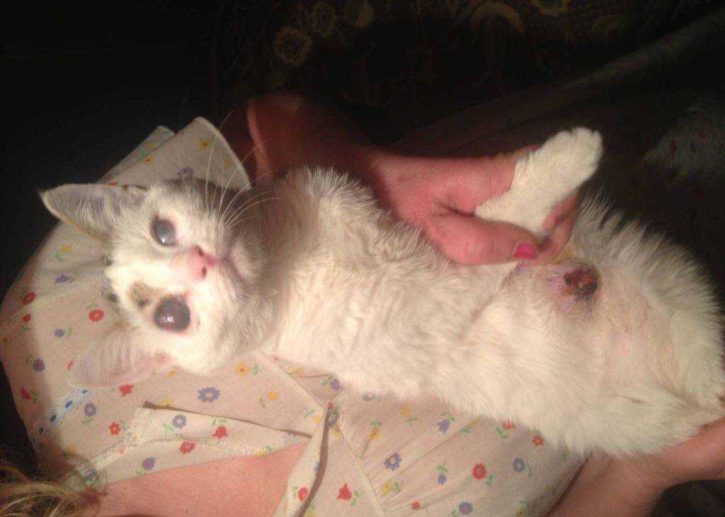 5 главных причин почему у кота за ухом шишка
5 главных причин почему у кота за ухом шишка