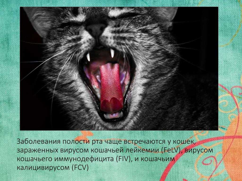 Белый язык у кошки: все возможные причины и их опасности