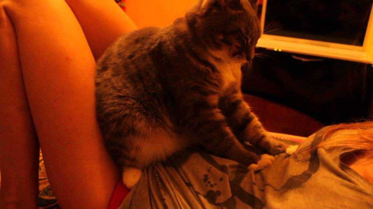 Почему кошки топчут нас лапками: восемь ответов на один вопрос
