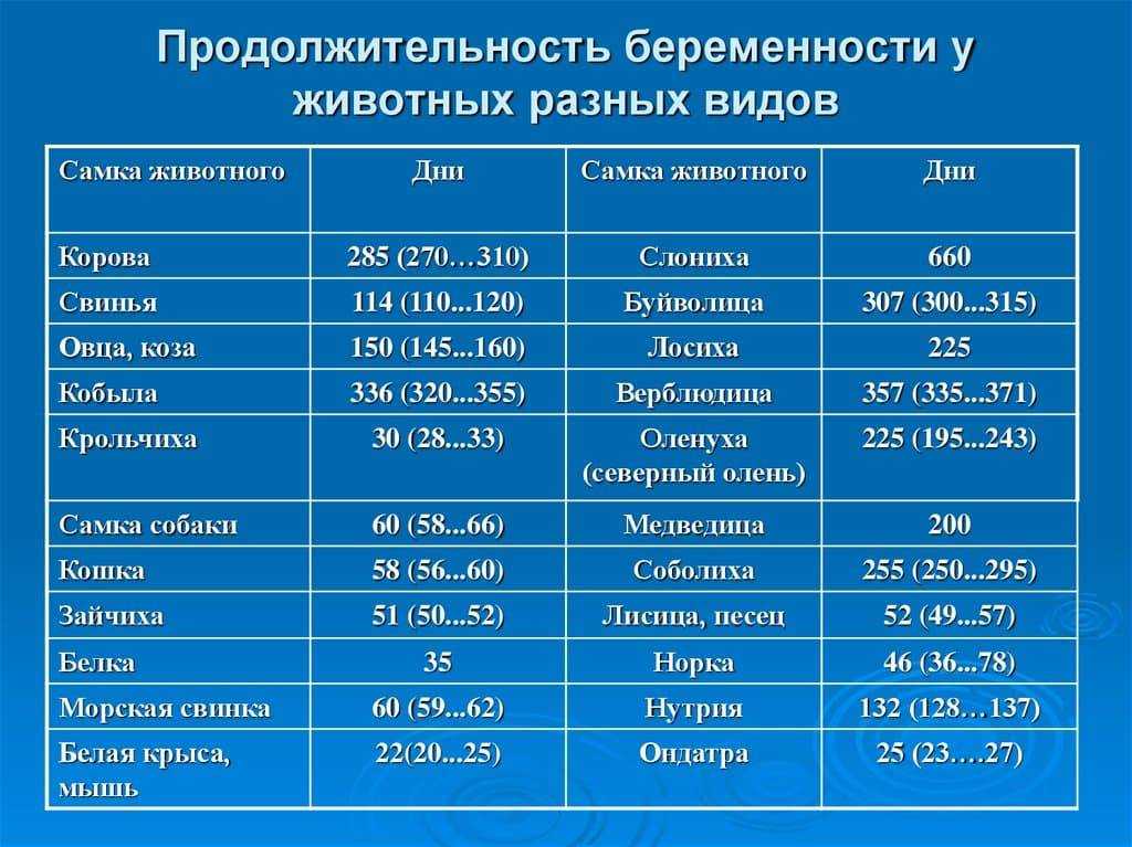 Как понять, что собака скоро родит? основные признаки