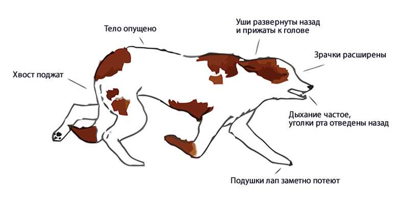 Характеристика русско-европейские лаек: особенности восточного и западного вида