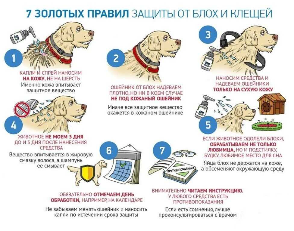 Аллергия у собак - что дать, как лечить, симптомы и признаки аллергии