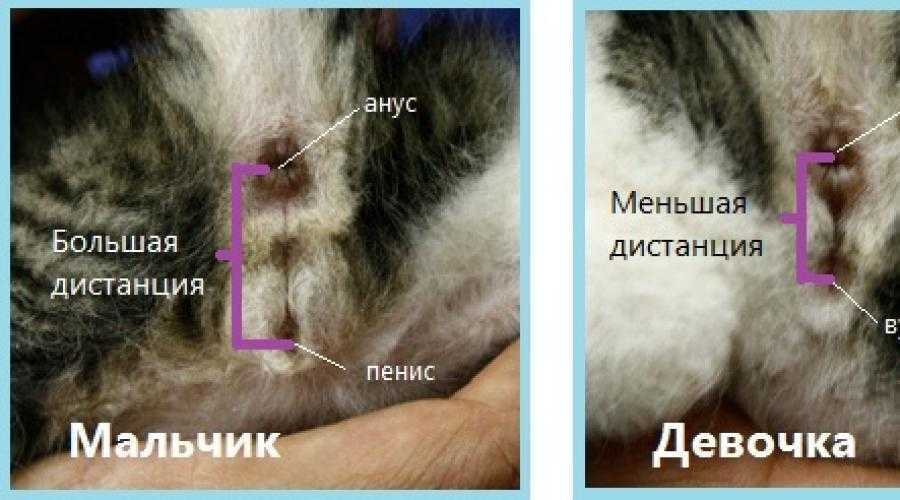 Как определить пол котенка в 1, 2, 3 месяца и более, как отличить кота от кошки - половые признаки