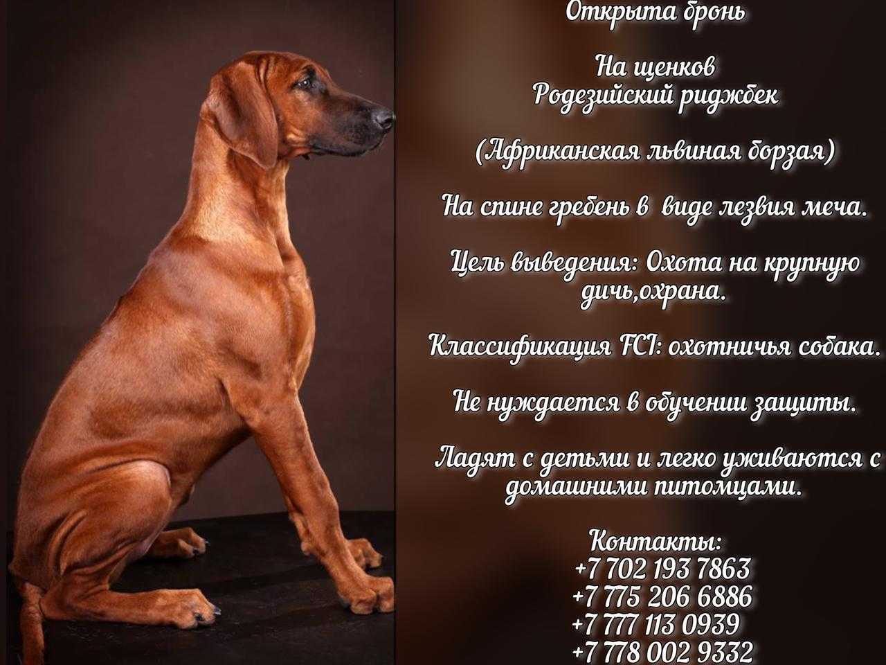 Родезийский риджбек: описание, характер, содержание породы, уход, фото