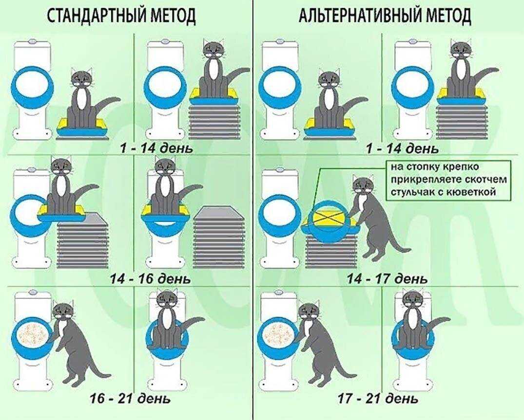 Как часто какают котята? нормальная частота и когда волноваться