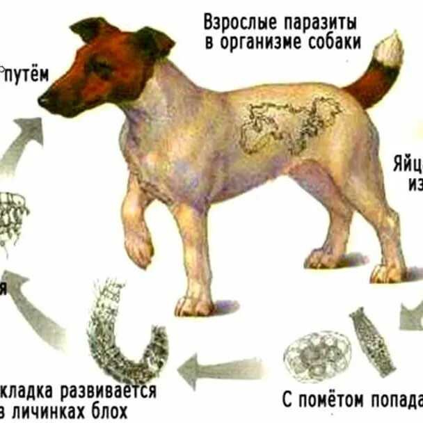 Глисты у собаки: симптомы и лечение, профилактика