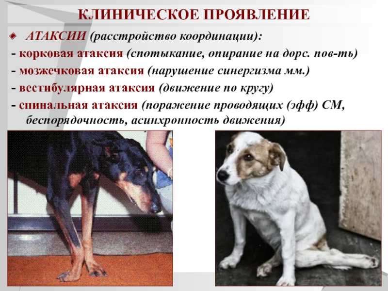 Атаксия у животных. причины, виды и симптомы атаксий