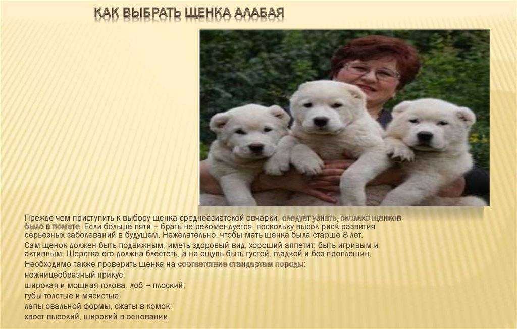 Алабай — описание породы собаки от а до я