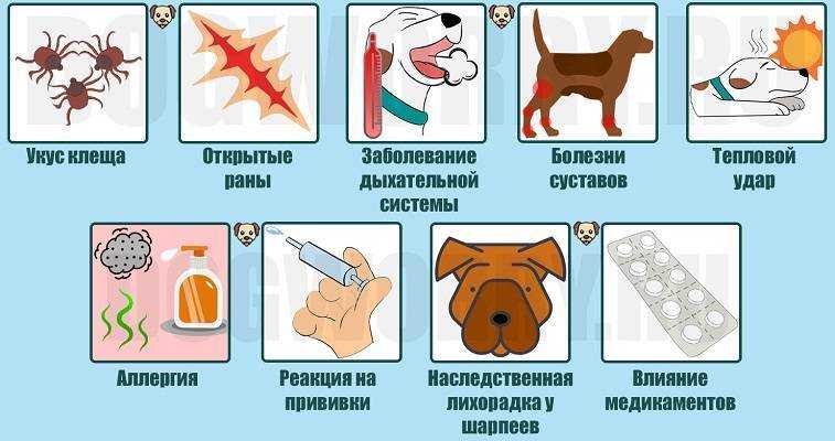 Как узнать температуру у собаки в домашних условиях?