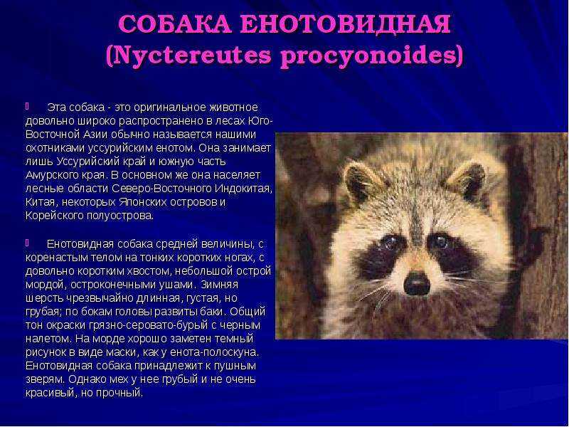 Енотовидная собака в домашних условиях - фото, как содержать и ухаживать