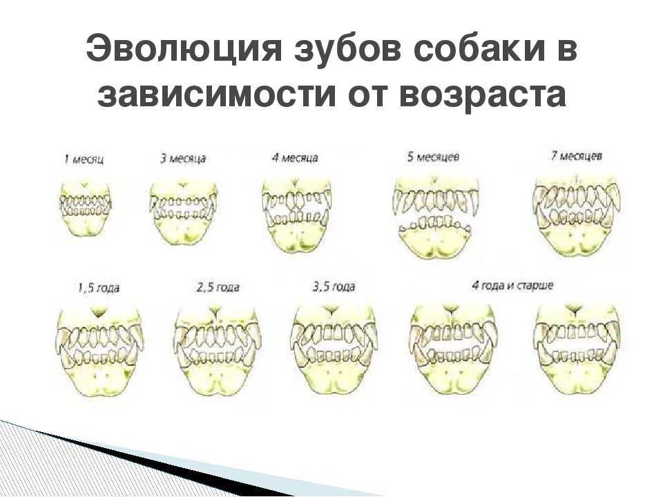 Как определить возраст собаки по зубам: 6 шагов