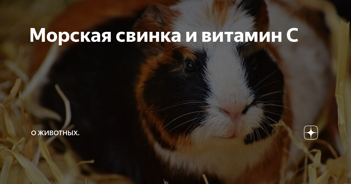 Чем кормить морскую свинку? какие продукты давать можно, а какие нельзя?